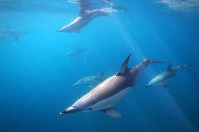 Swim With Wild Dolphins in Tauranga - Exploring the Experience: What to Expect from the Tour