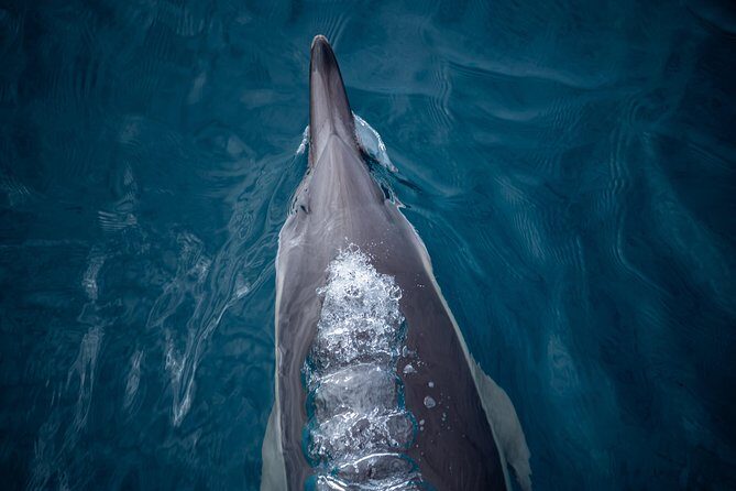 Swim With Wild Dolphins in Tauranga - The Group Size and Overall Atmosphere