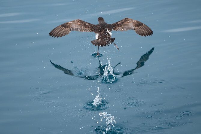 Swim With Wild Dolphins in Tauranga - Authentic Experiences: What Real Travelers Say