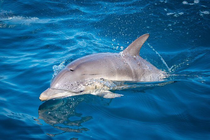 Swim With Wild Dolphins in Tauranga - Price and Value