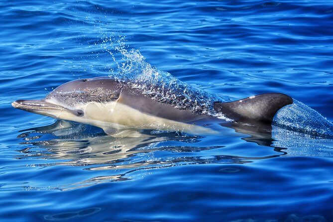 Swim With Wild Dolphins in Tauranga - Who Will Love This Tour?