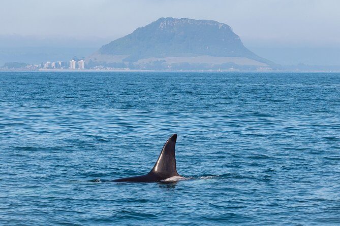 Swim With Wild Dolphins in Tauranga - The Sum Up