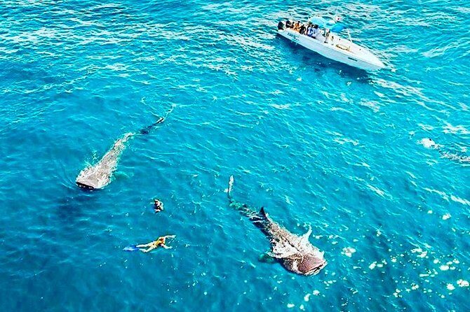 Swimming Expedition Whale Shark Departures from Cancun - Final Thoughts