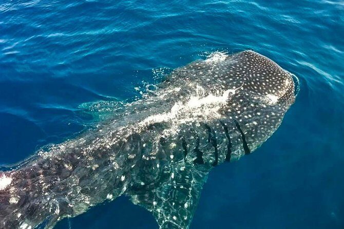 Swimming Expedition Whale Shark Departures from Cancun - Frequently Asked Questions