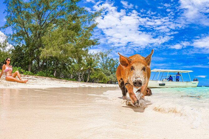 Swimming Pigs and Pearl Island Beach Escape - The Sum Up