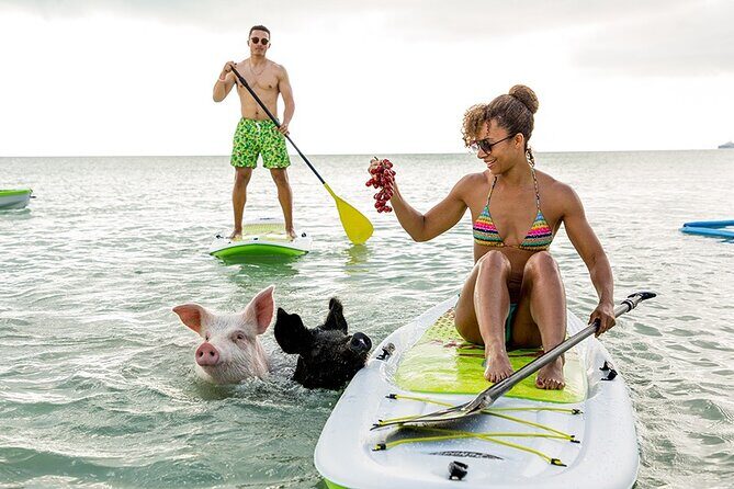 Swimming Pigs & ATV Tour - A Practical Look at the Swimming Pigs & ATV Tour in Nassau