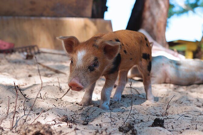 Swimming Pigs & ATV Tour - Authentic Reviews and Real Experiences