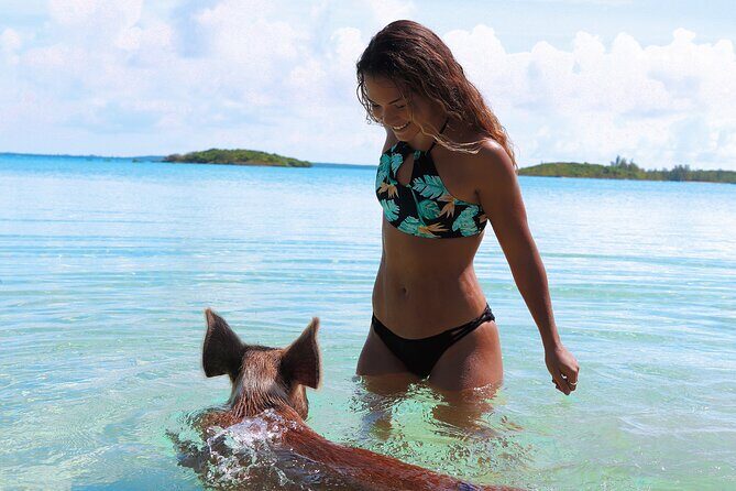 Swimming Pigs & ATV Tour - The Sum Up