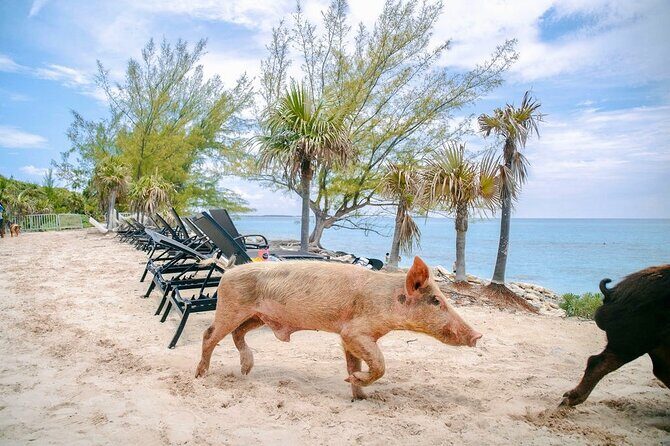 Swimming Pigs Of Rose Island & Beach Day - Group Tour - The Pig Encounter