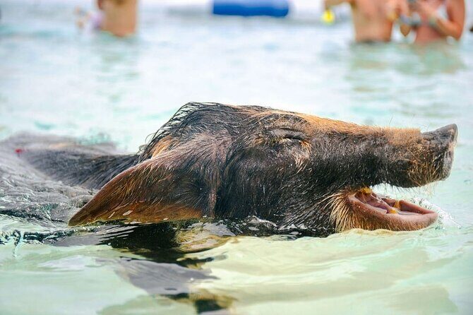Swimming Pigs Of Rose Island & Beach Day - Group Tour - Group Size, Duration, and Practicalities