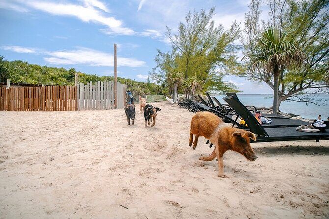 Swimming Pigs Of Rose Island & Beach Day - Group Tour - Authentic Experience & Practical Tips