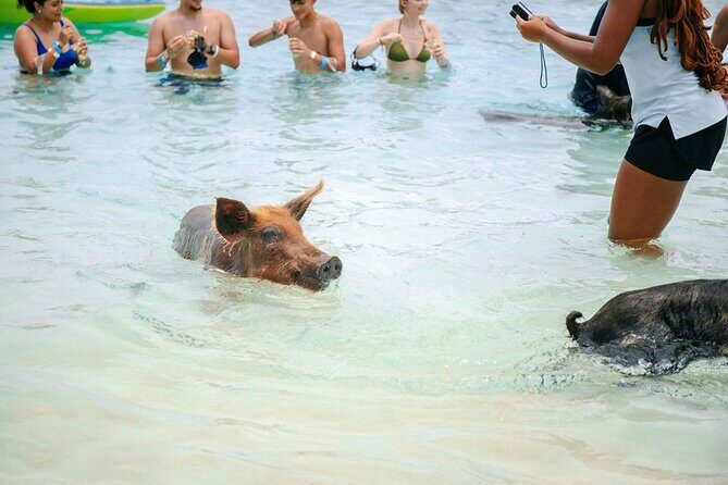 Swimming Pigs Of Rose Island Water Taxi Nassau Bahamas - Final Thoughts