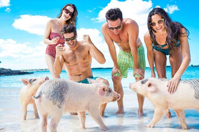 Swimming Pigs, Turtles & Reef Snorkel in Nassau-Champion Tours - Key Points