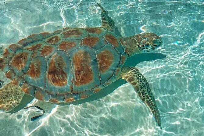 Swimming Pigs, Turtles & Reef Snorkel in Nassau-Champion Tours - Practical Tips for Booking and Enjoying the Tour