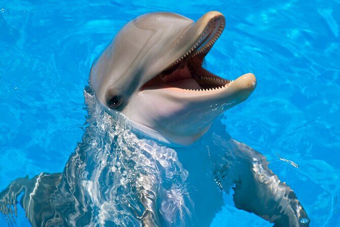 Swimming With Dolphin in Red Sea Adventure with Lunch - Hurgada - Key Points
