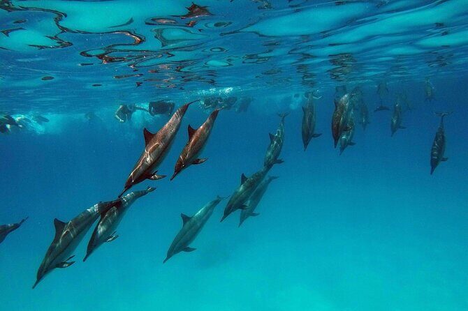 Swimming With Dolphin in Red Sea Adventure with Lunch - Hurgada - The Balance of Price and Quality