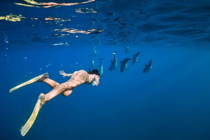 Swimming With Dolphin in Red Sea Adventure with Lunch - Hurgada - Final Thoughts: Who Should Consider This Tour?
