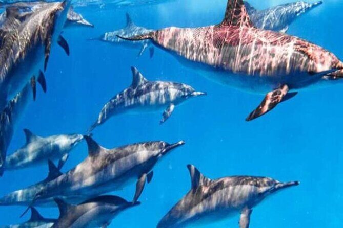 Swimming With Dolphin in SeaTrip adventure with Lunch in Hurghada - Authentic Experiences and Honest Insights