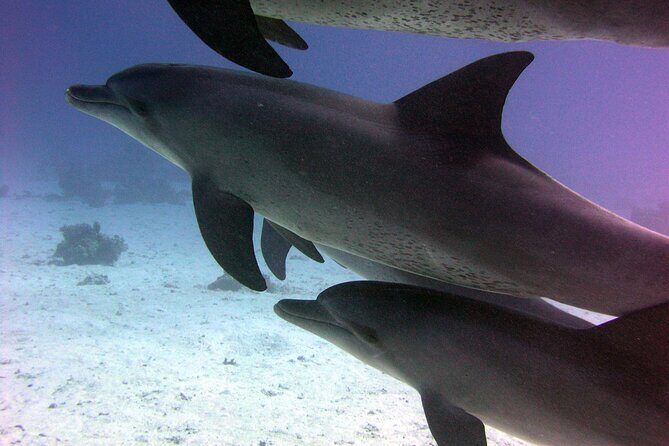 Swimming with Dolphins and Banana Boat Sea Trip Day Experience - Hurghada - Authentic Encounters and Practical Tips