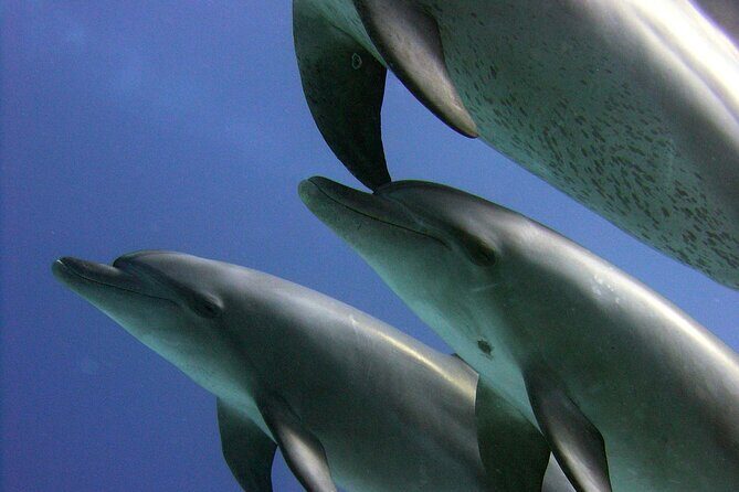 Swimming with Dolphins and Banana Boat Sea Trip Day Experience - Hurghada - FAQs