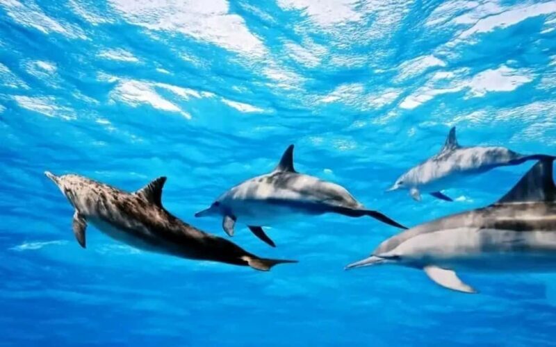Swimming with dolphins and snorkeling mnemba island - Key Points