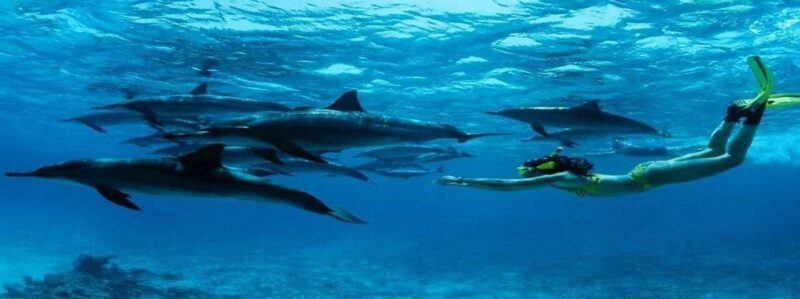 Swimming with dolphins and snorkeling mnemba island - An Overview of What to Expect