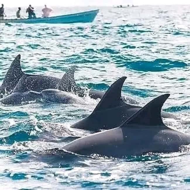 Swimming with dolphins and snorkeling mnemba island - Who Would Love This Tour?