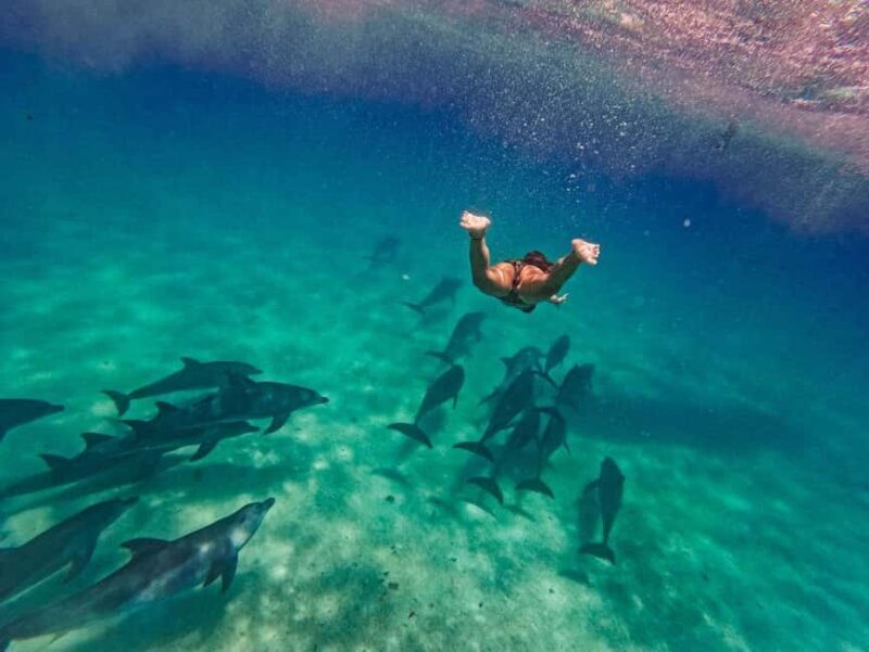 Swimming with dolphins in kizimkazi +snorkeling - Who Should Consider This Tour?