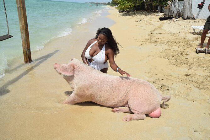 Swimming with Pigs in Nassau, Transportation Included - Detailed Breakdown of the Itinerary