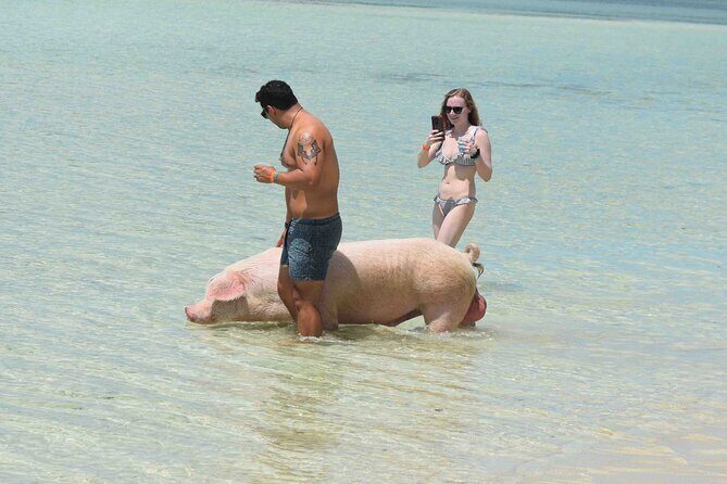 Swimming with Pigs in Nassau, Transportation Included - Final Thoughts on the Experience