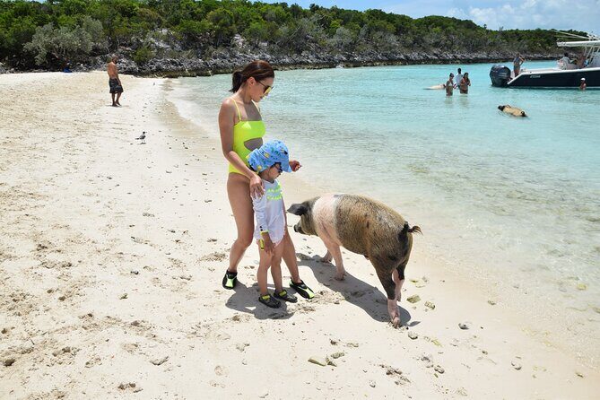 Swimming with Pigs in Nassau, Transportation Included - Who Is This Tour Best For?