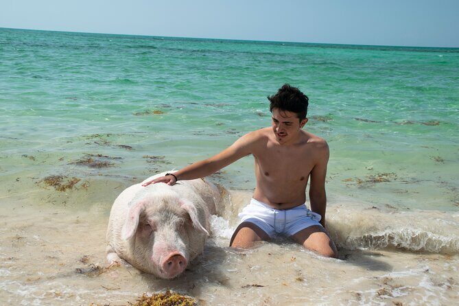 Swimming with Pigs in Nassau, Transportation Included - Final Words