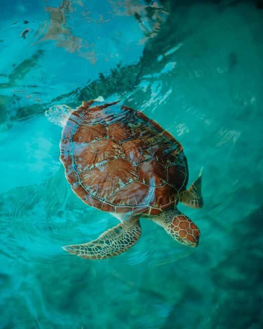 Swimming with sea turtles in salaam cave - Key Points