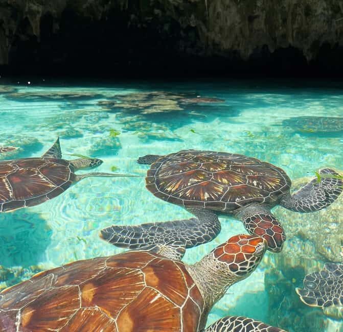 Swimming with sea turtles in salaam cave - What Makes Salaam Cave and Its Turtle Experience Special?
