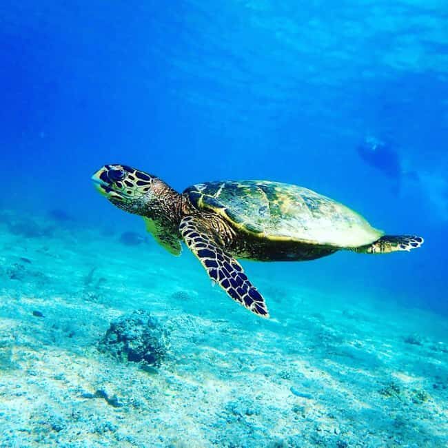 Swimming with sea turtles in salaam cave - The Experience in Detail