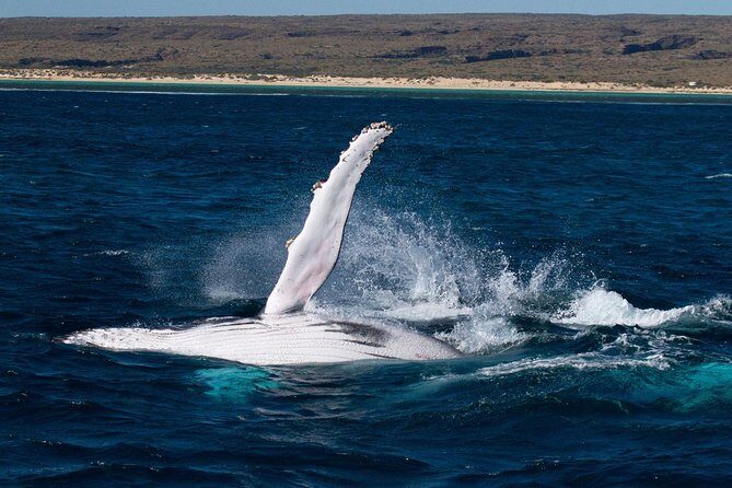 Swimming with the Whale Sharks - Ningaloo Reef (Exmouth) - Pricing and Value
