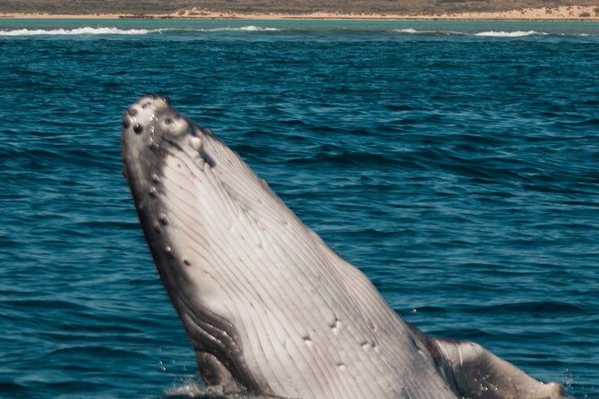 Swimming with the Whale Sharks - Ningaloo Reef (Exmouth) - FAQ