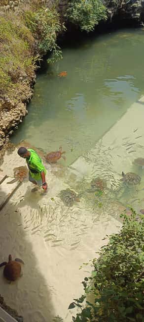Swimming with tirltes at The Lagoons Zanzibar in Nungwi - A Peaceful Escape in Zanzibars Nungwi Area