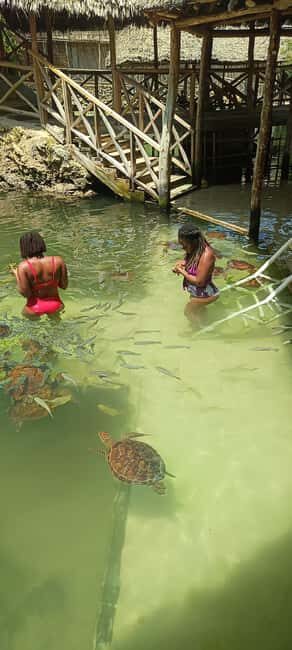 Swimming with tirltes at The Lagoons Zanzibar in Nungwi - The Environment: Why It Matters
