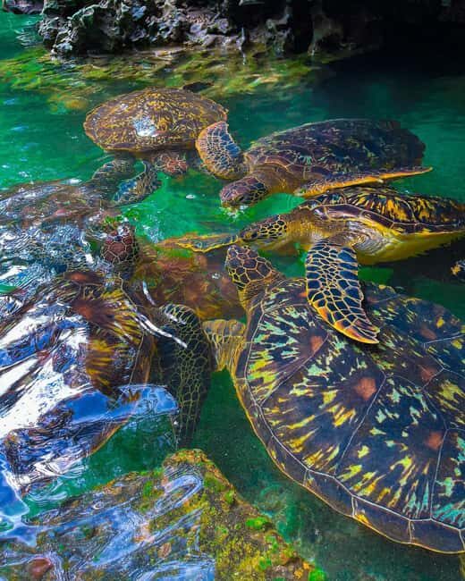 SWIMMING WITH TURLTLES AT BARAKA AQUARIUM - Swimming with Turtles at Baraka Aquarium: An Authentic Zanzibar Encounter