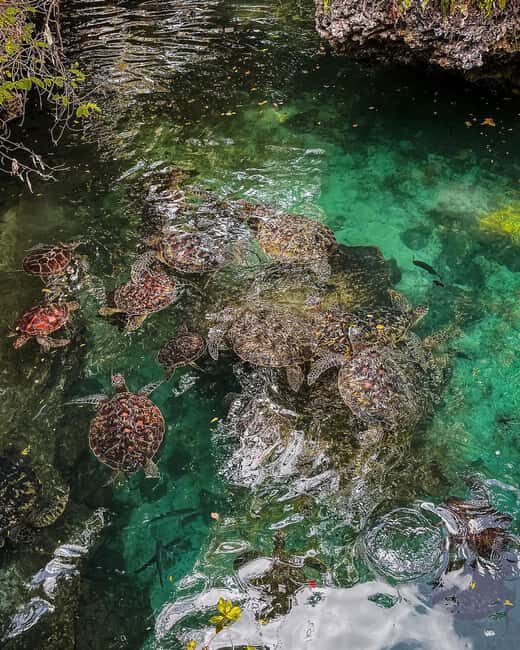 SWIMMING WITH TURLTLES AT BARAKA AQUARIUM - Key Points