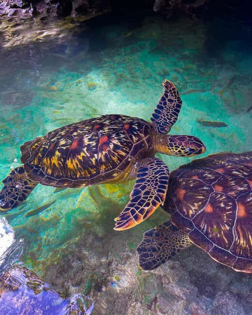 SWIMMING WITH TURLTLES AT BARAKA AQUARIUM - Practical Details and Tips