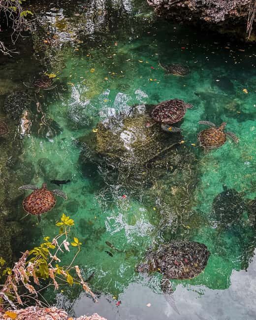 SWIMMING WITH TURLTLES AT BARAKA AQUARIUM - FAQs