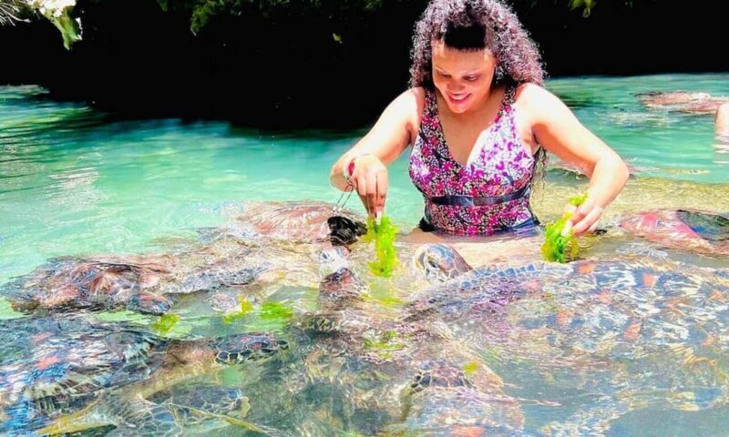 Swimming With Turtle at Baraka aquarium - An Up-Close Look at Swimming With Turtles at Baraka Aquarium