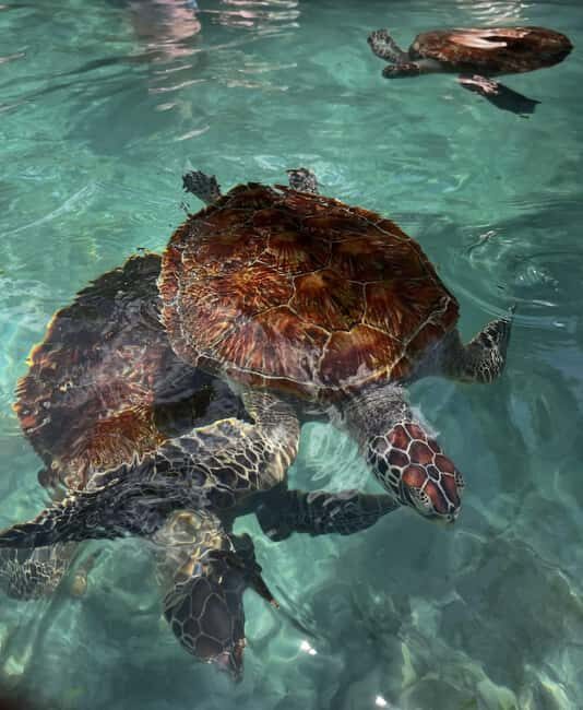 SWIMMING WITH TURTLES AT SALAAM CAVE AT KIZIMKAZI ZANZIBAR - FAQ