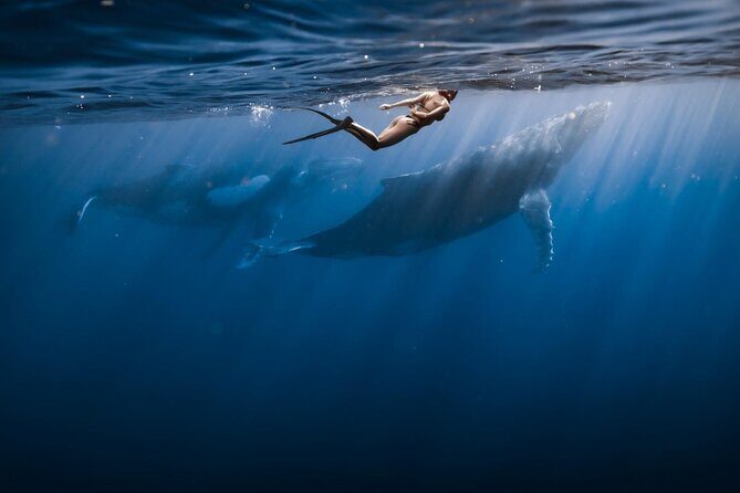Swimming with Whales in Moorea (Half Day tour) - Key Points