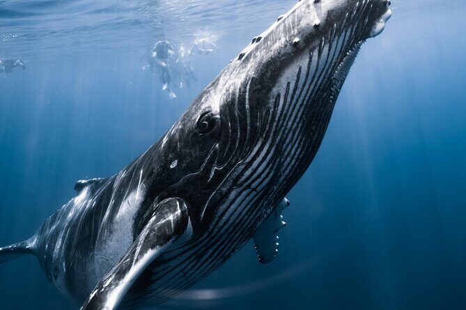 Swimming with Whales in Moorea (Half Day tour) - An In-Depth Look at the Moorea Whale Encounter