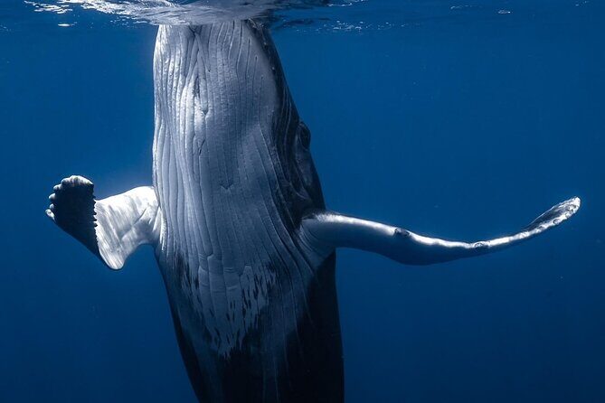 Swimming with Whales in Moorea (Half Day tour) - FAQs