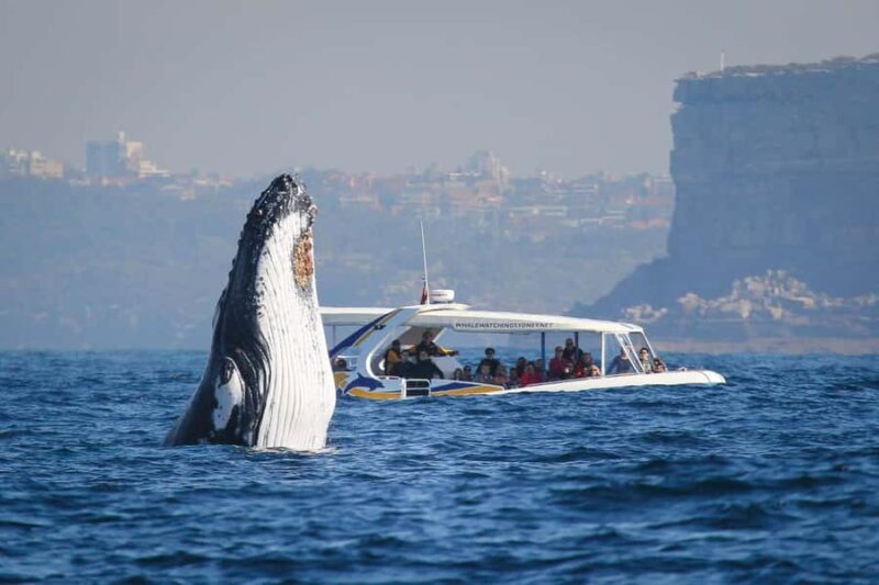 Sydney: 2.5 hour Adventure Whale Watching Cruise - Key Points