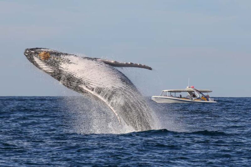 Sydney: 2.5 hour Adventure Whale Watching Cruise - The Experience in Detail